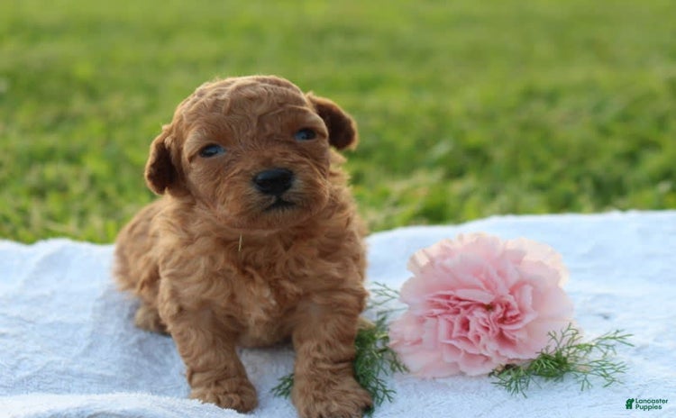 Miniature Poodle dogs for sale - Ad 3