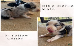 Australian Shepherd dogs for sale: Yellow Collar - Image 1