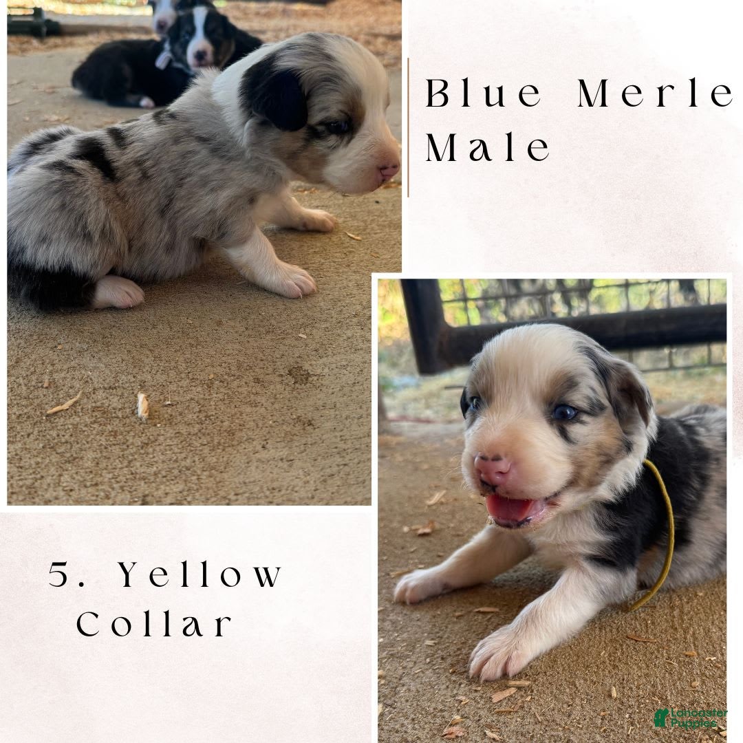 Australian Shepherd dogs for sale: Yellow Collar - Image 1