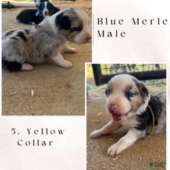 Yellow Collar