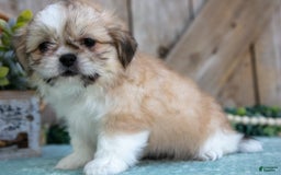Shih Tzu dogs for sale: Cindy - Image 5