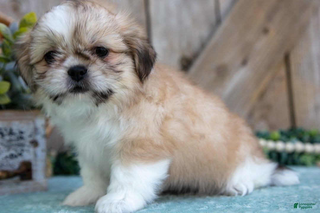 Shih Tzu dogs for sale: Cindy - Image 5