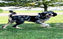Labradoodle dogs for sale: Multigenerational Coco - Image 33