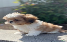 Shih Tzu dogs for sale: Sam - Image 4