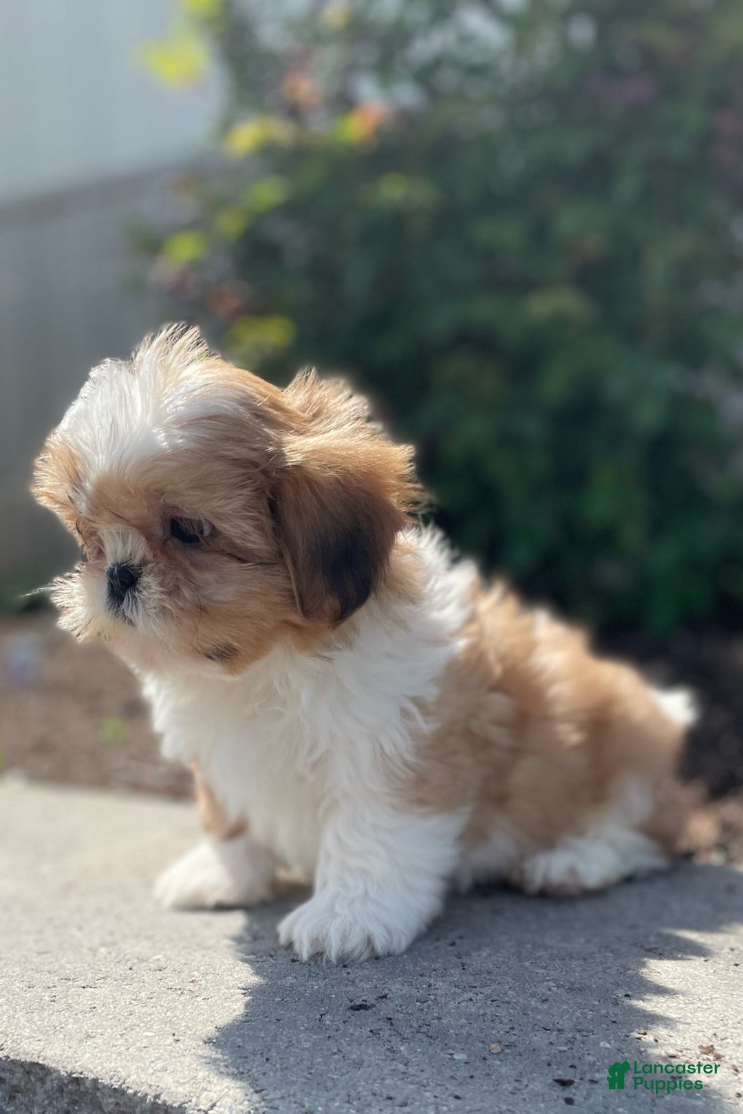 Shih Tzu dogs for sale: Sam - Image 4