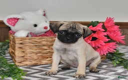 Pug dogs for sale: Cutie - Image 1