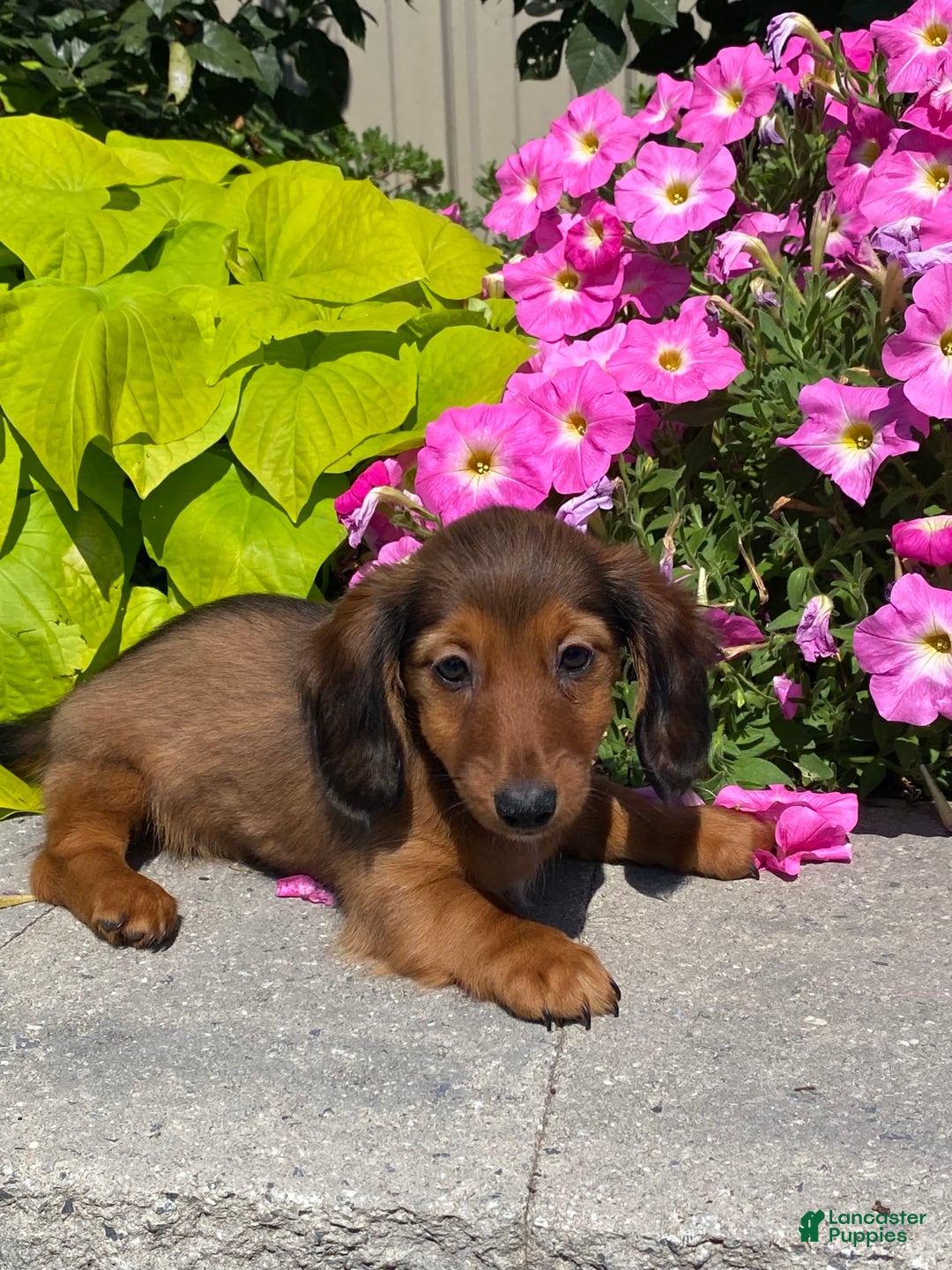Dachshund dogs for sale: Dahlia - Image 5