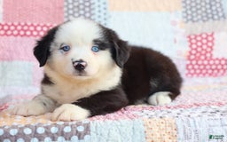 Mini Aussiedoodle dogs for sale: Mini Baby - Image 3