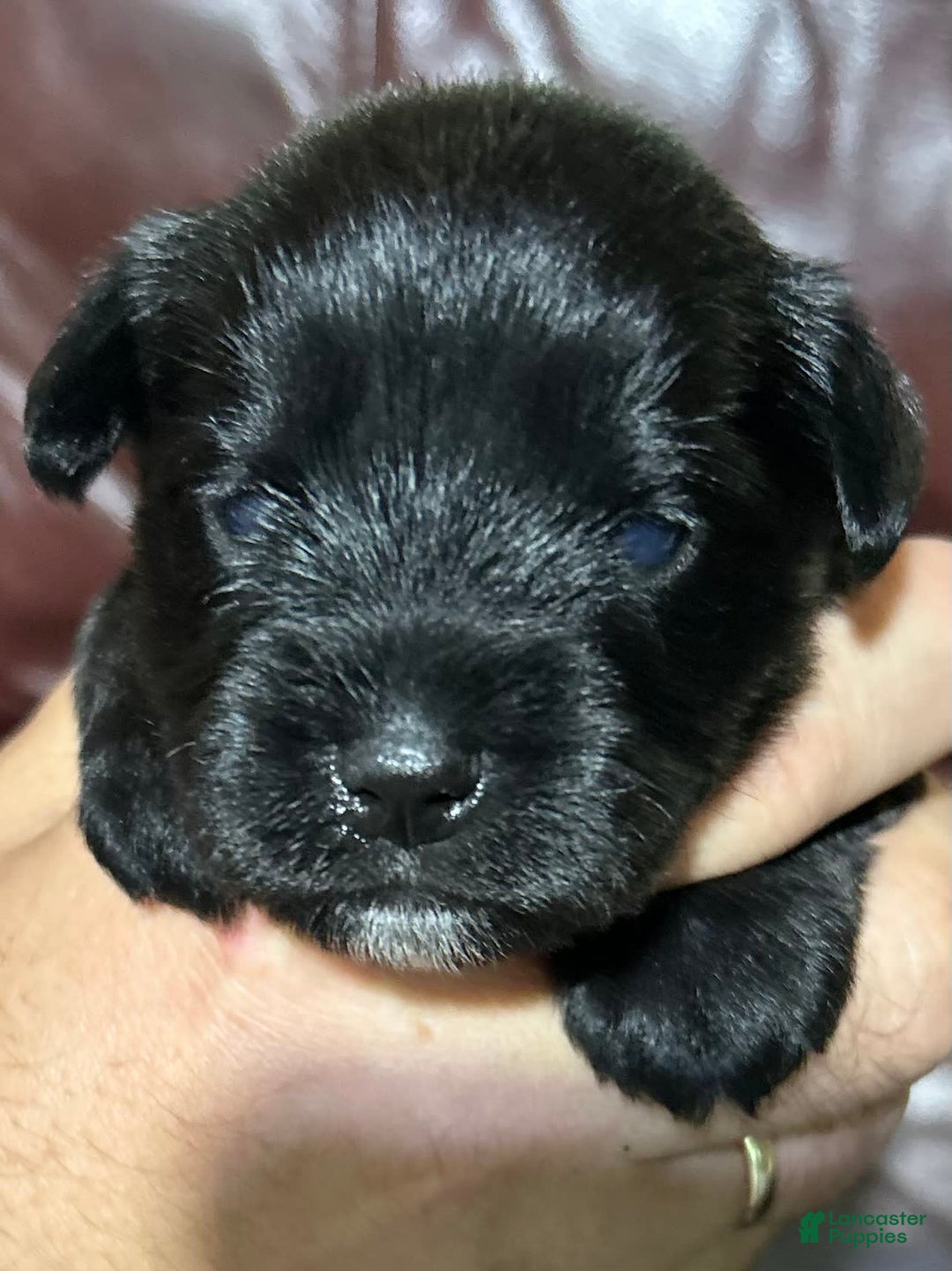 Miniature Schnauzer dogs for sale: Buddy - Image 10