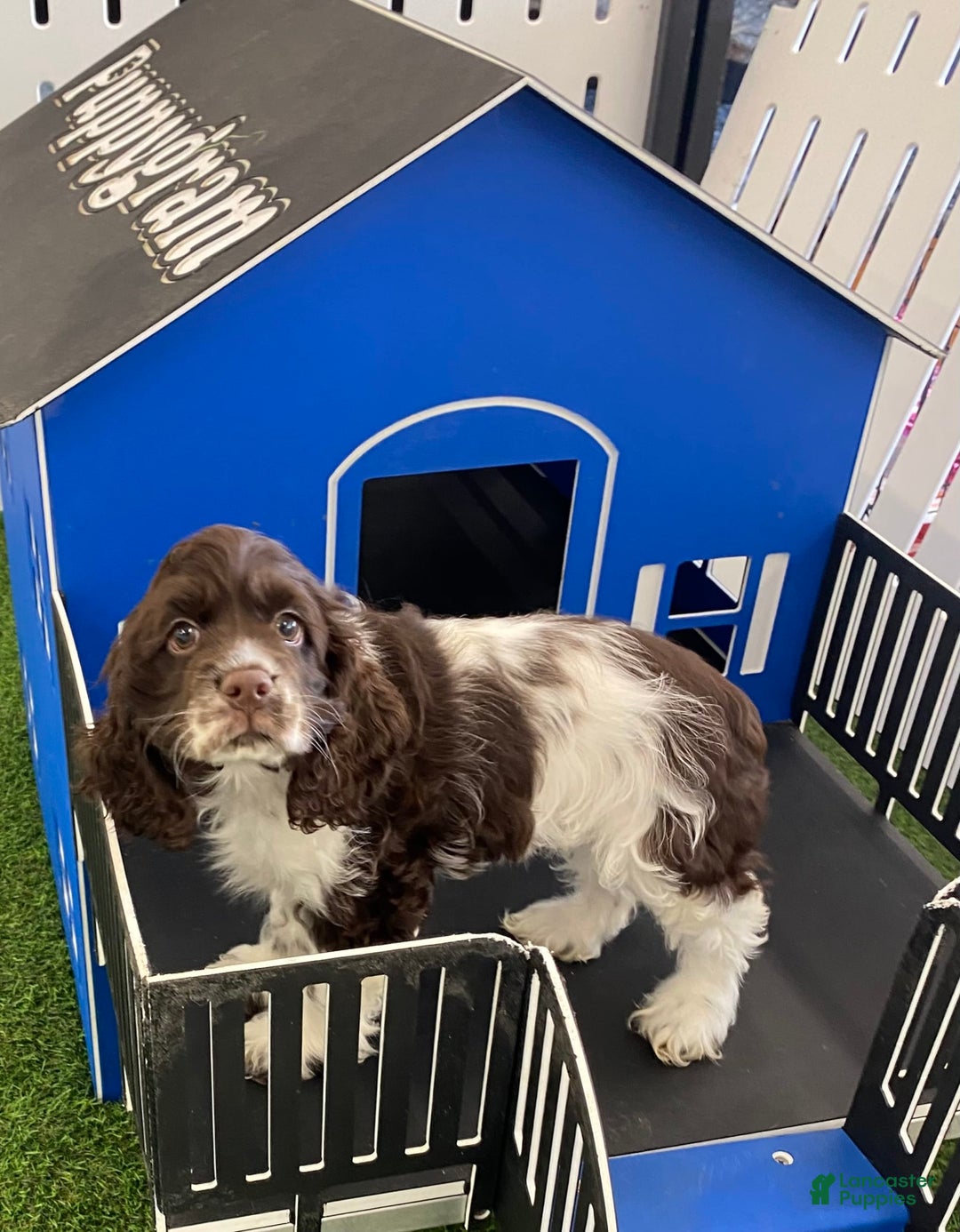 Cocker Spaniel dogs for sale: Pebbles - Image 1