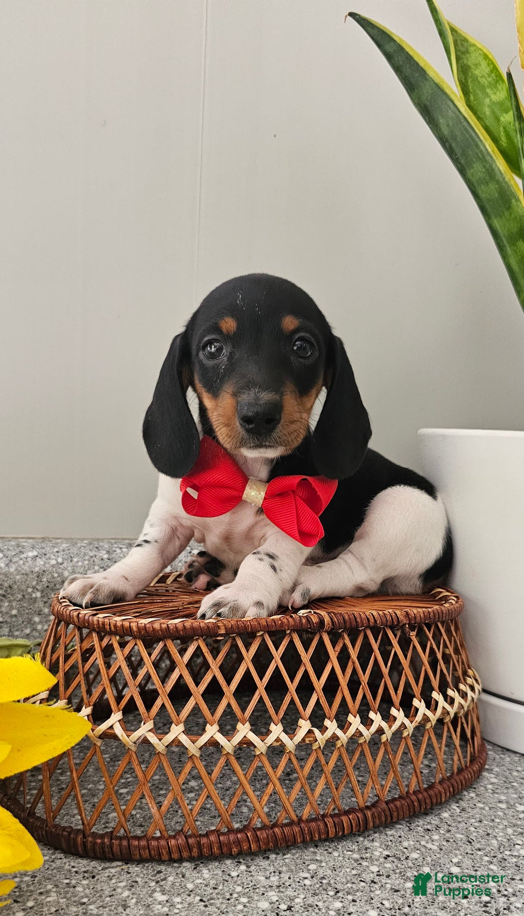 Dachshund dogs for sale: Lil Peanut - Image 34