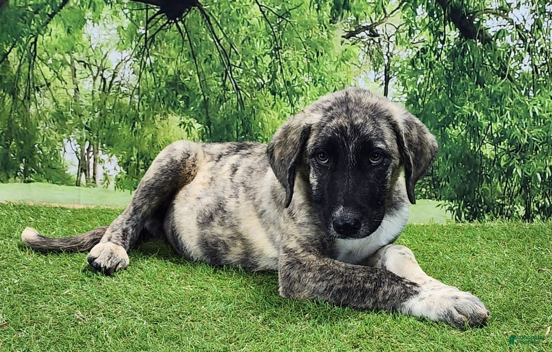 Anatolian Shepherd dogs for sale: Akc Dusty 2025 Male 3 - Image 4