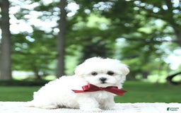 Maltese dogs for sale: Kash - Image 7