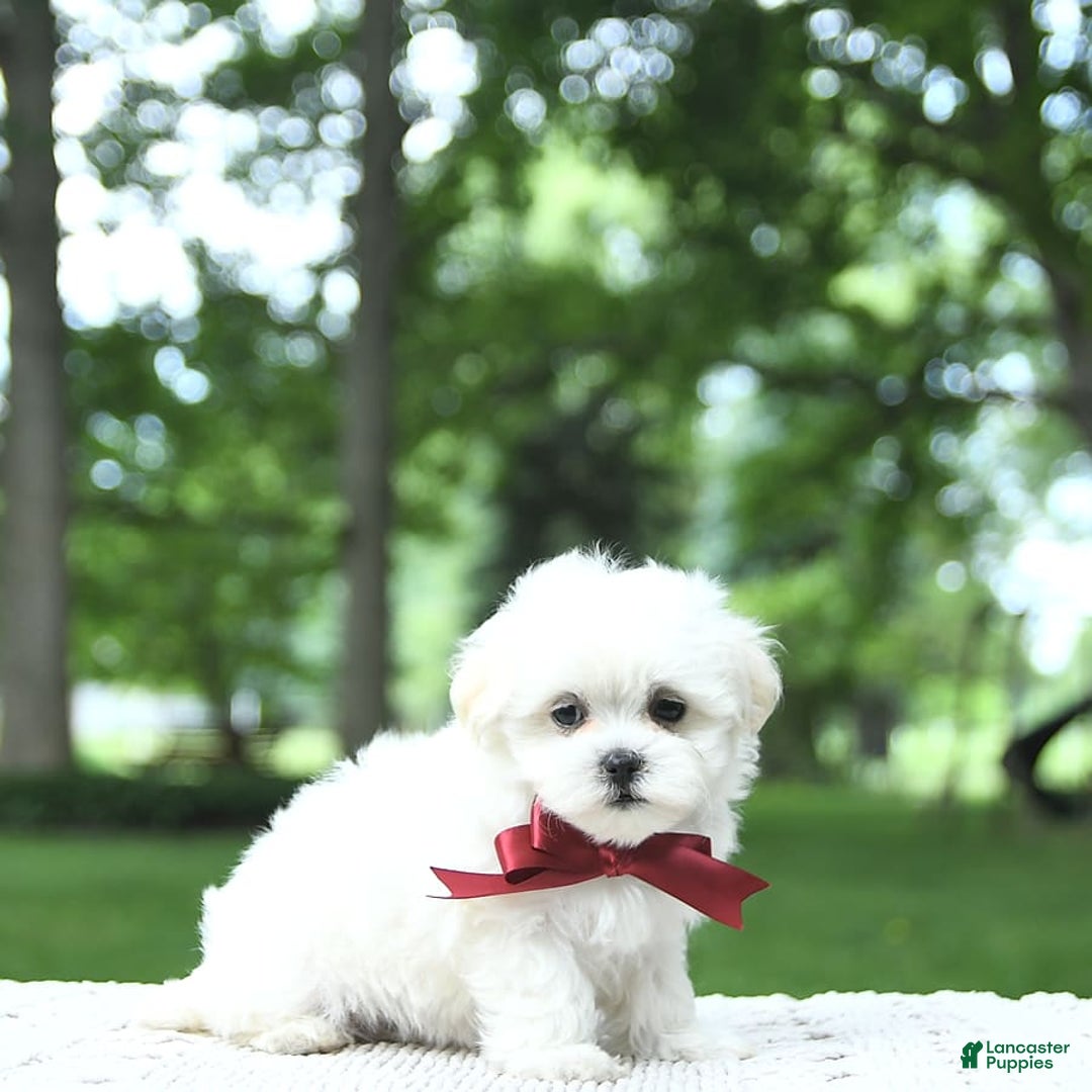 Maltese dogs for sale: Kash - Image 7