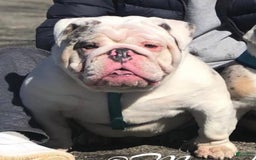 English Bulldog dogs for stud: Gucci - Image 14