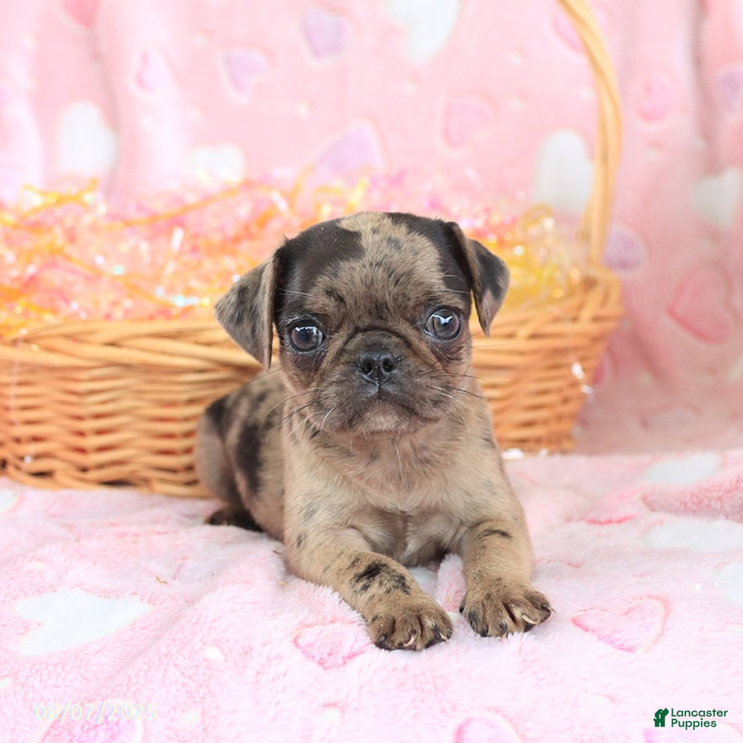 Pug dogs for sale: Amber - Image 3