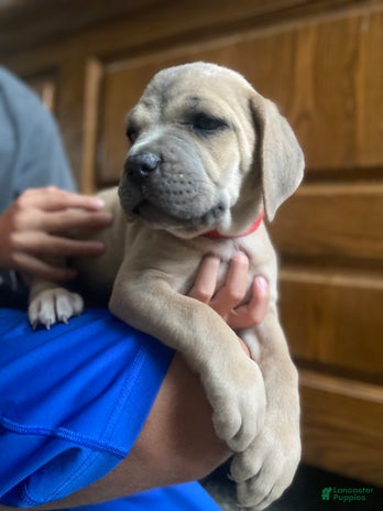 Cane Corso dogs for sale - Ad 4