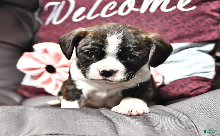 Cavalier King Charles Spaniel dogs for sale - Ad 4