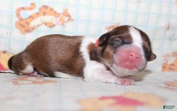 Shih Tzu dogs for sale: Anya Boy 3 - Image 5