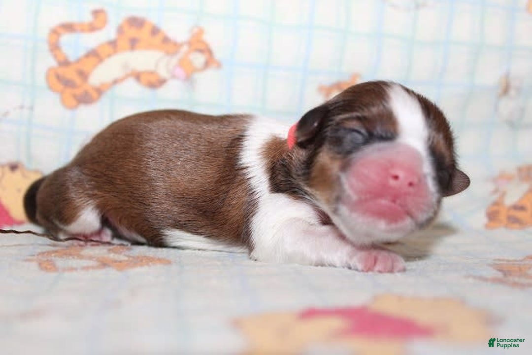 Shih Tzu dogs for sale: Anya Boy 3 - Image 5