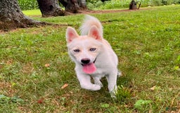 Pomsky dogs for sale: Aden - Image 9