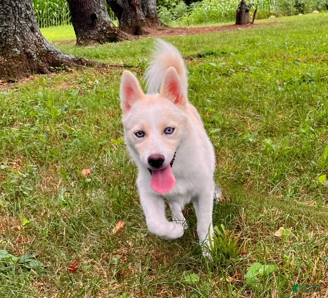 Pomsky dogs for sale: Aden - Image 9