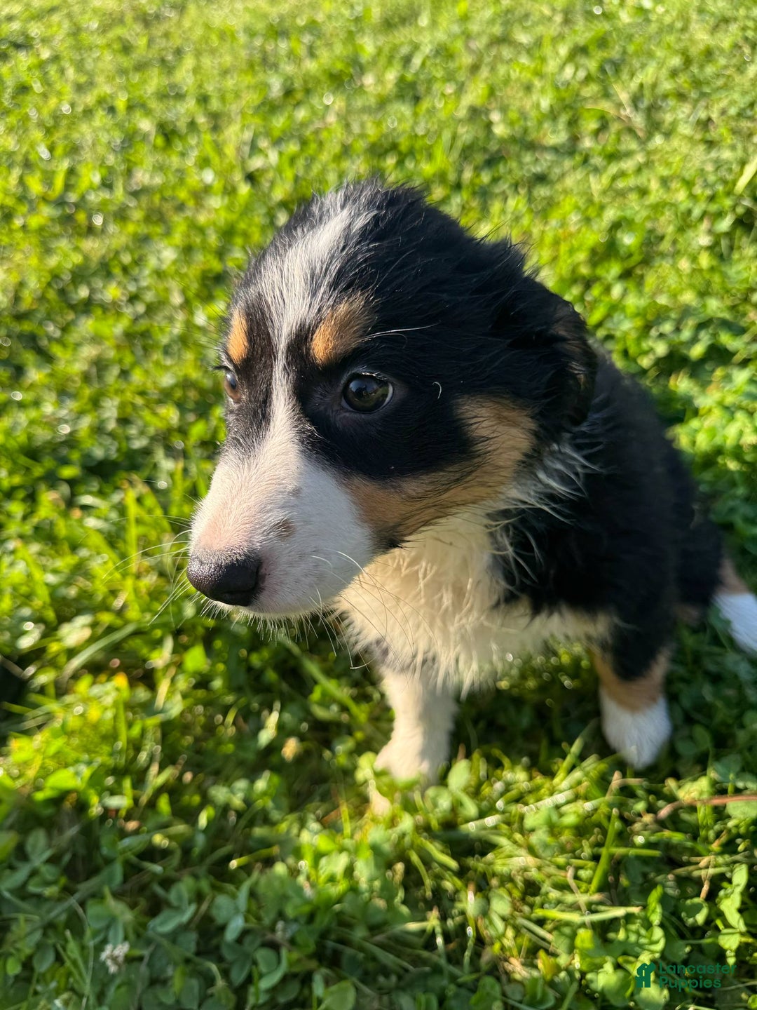 Australian Shepherd dogs for sale: Ahsoko - Image 14
