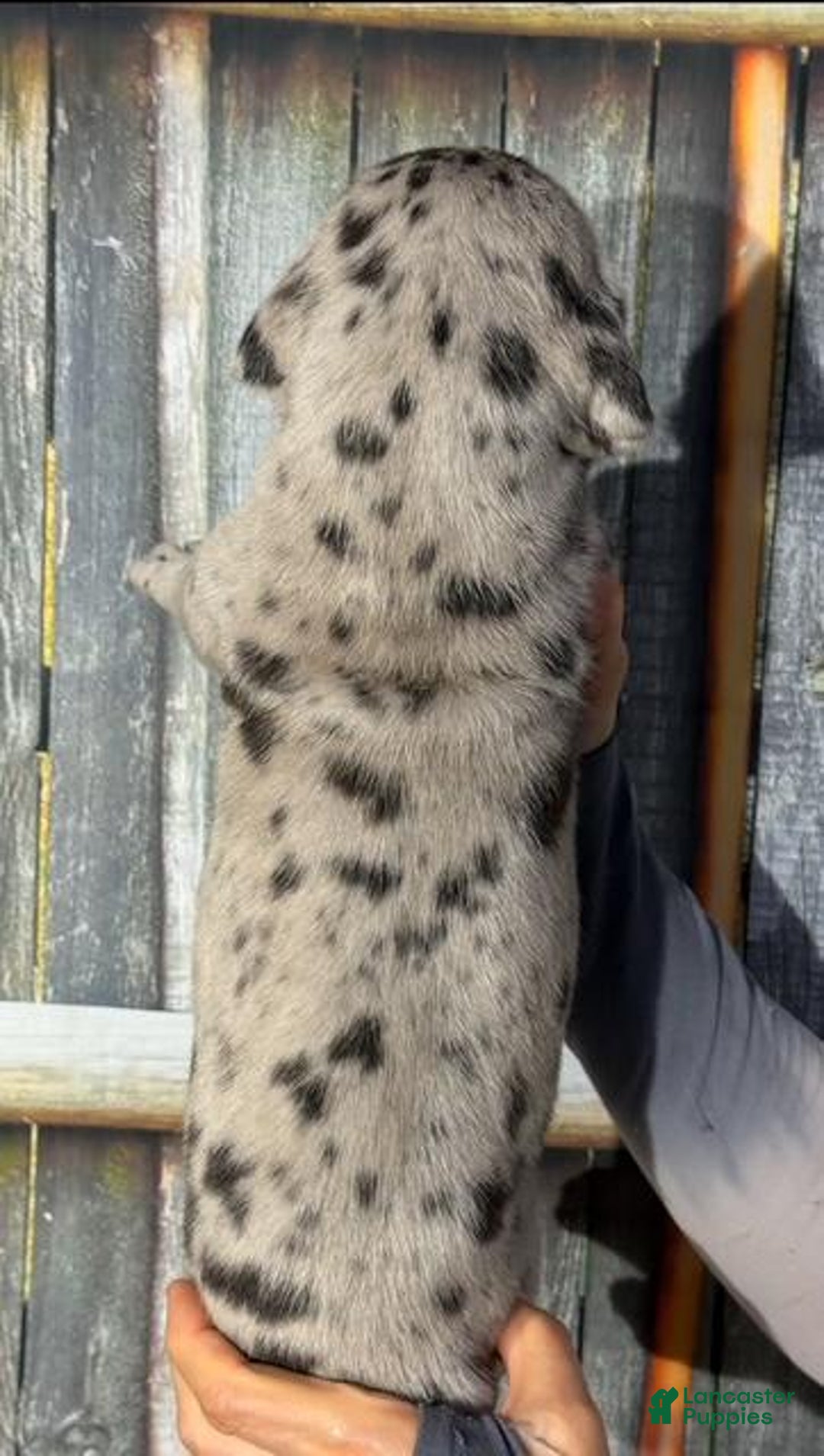 Great Dane dogs for sale: Kim - Black Merle - Image 6