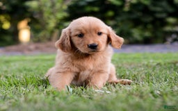Golden Retriever dogs for sale: Indy - Image 5