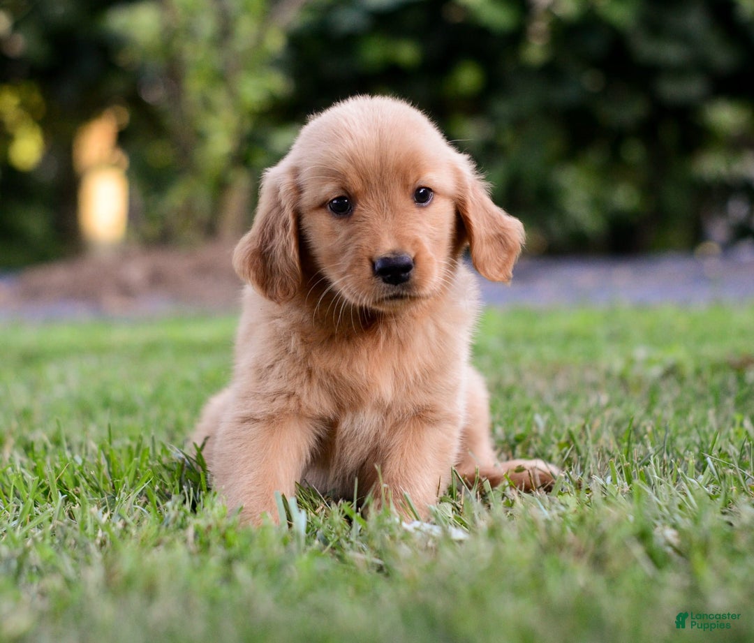 Golden Retriever dogs for sale: Indy - Image 5