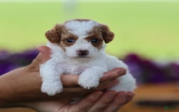 Toy Poodle dogs for sale: Sweetie - Image 8
