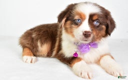 Miniature Australian Shepherd dogs for sale: Teresa - Image 1