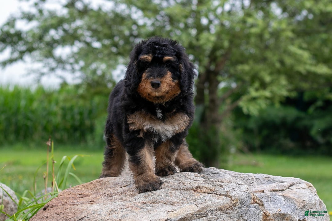 Bernedoodle dogs for sale: Paprika - Image 5