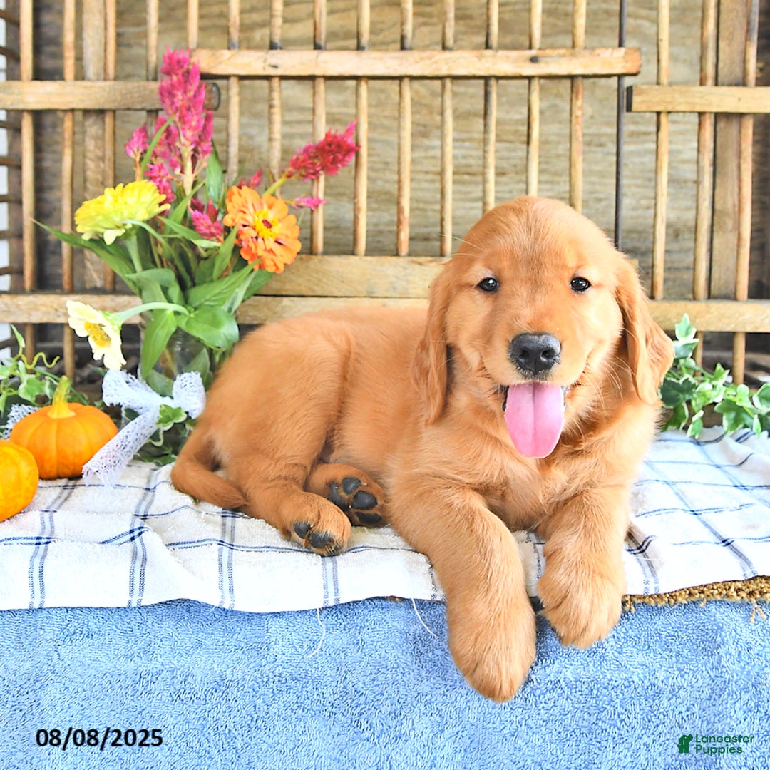 Golden Retriever dogs for sale: Golden Retriever 11 puppies - Image 27