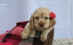 Cocker Spaniel dogs for sale: Riley - Image 3