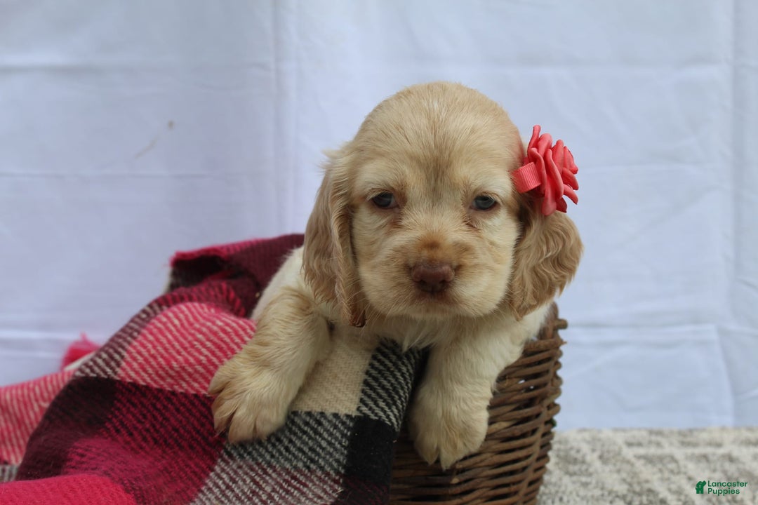 Cocker Spaniel dogs for sale: Riley - Image 3