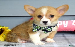 Welsh Corgi Pembroke dogs for sale: Zachary - Image 5