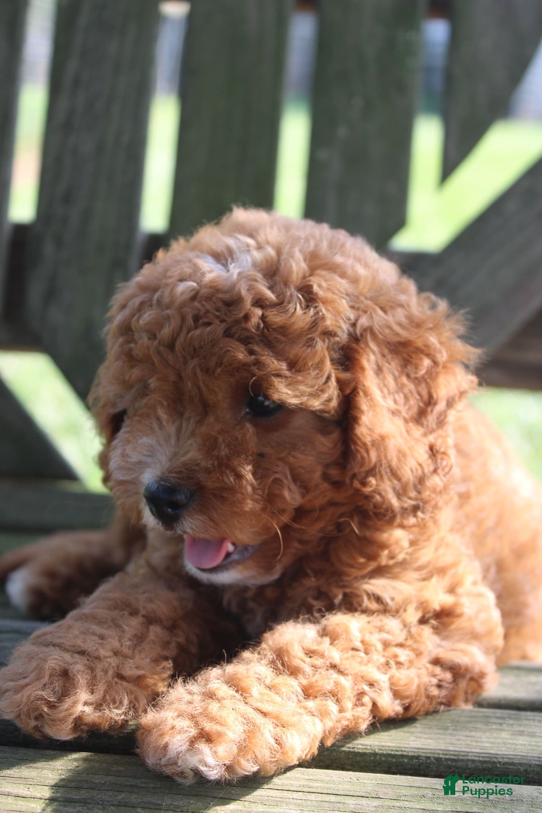 Cavapoo dogs for sale: Sage - Image 9