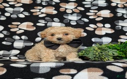Maltipoo dogs for sale: Eli Toy Size - Image 12