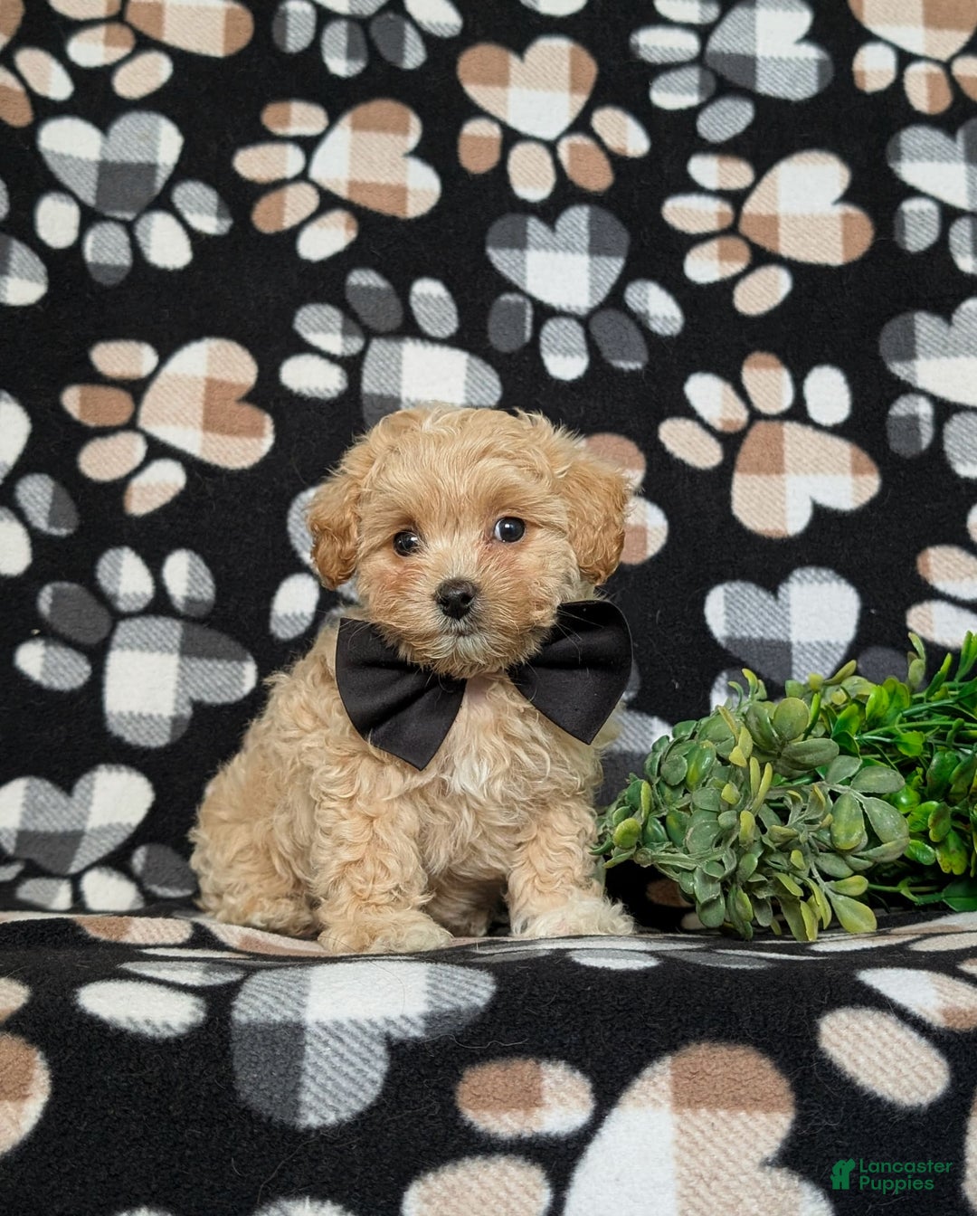 Maltipoo dogs for sale: Eli Toy Size - Image 12
