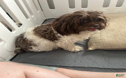 Teddy Bear dogs for sale: Max - Image 12