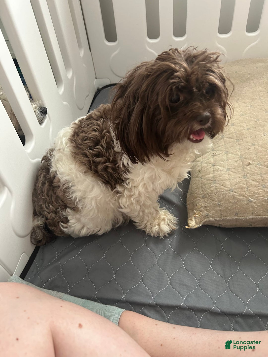 Teddy Bear dogs for sale: Max - Image 12