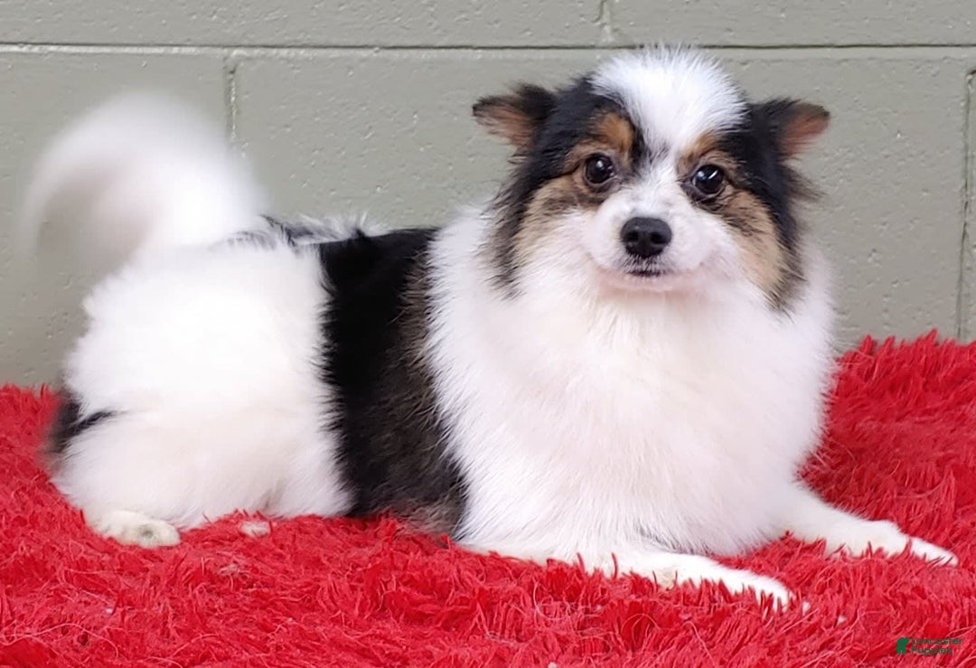 Pomeranian dogs for sale: Topper - Image 3