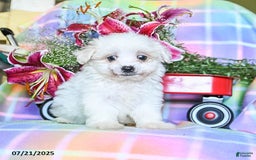 Maltese dogs for sale: Bingo - Image 1