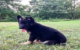 German Shepherd dogs for sale: Londyn - Image 2