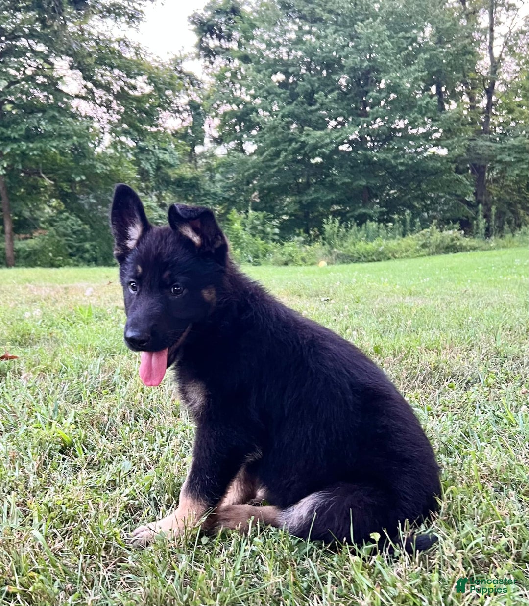 German Shepherd dogs for sale: Londyn - Image 2
