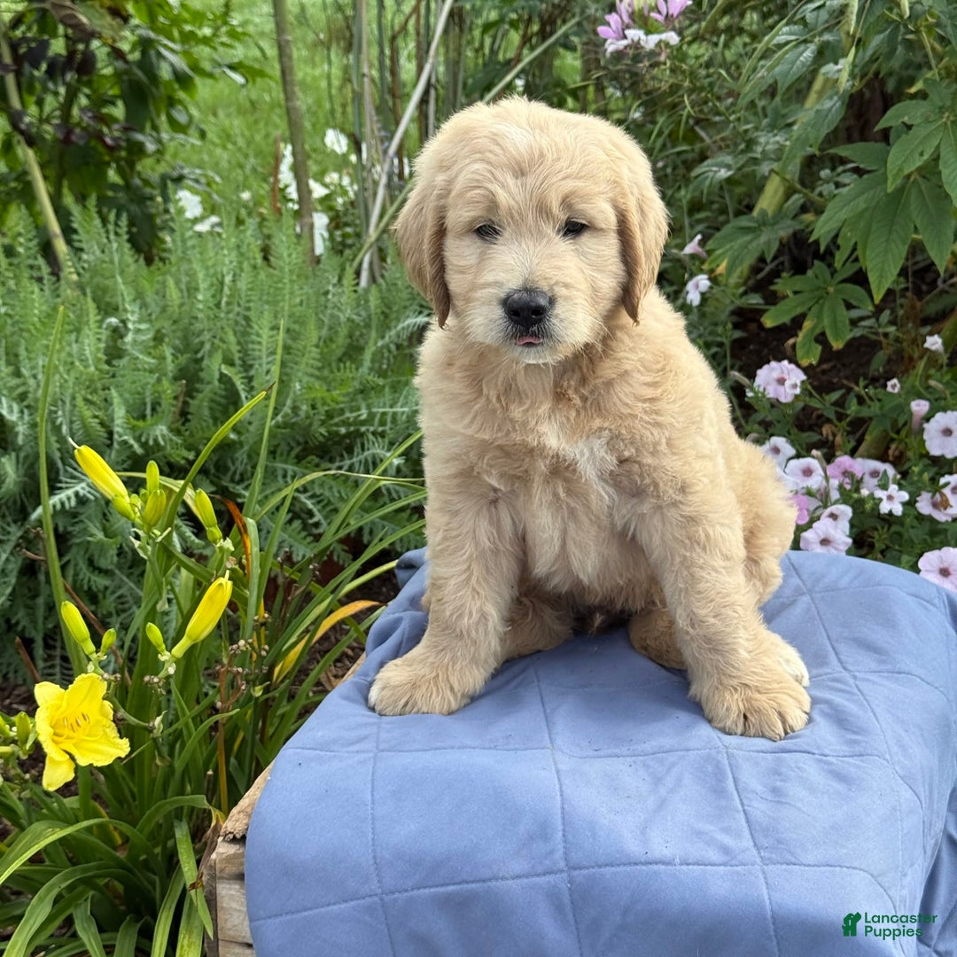 Goldendoodle dogs for sale: Justen - Image 4