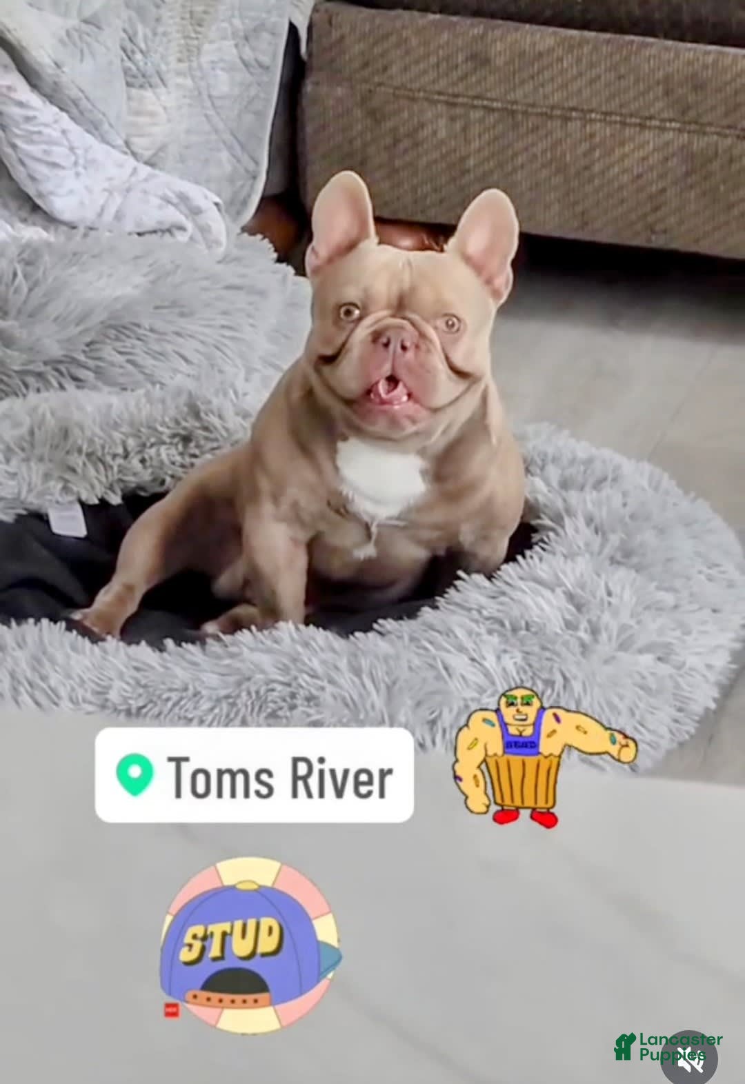 French Bulldog dogs for sale: Rose - Image 5