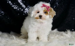 Maltipoo dogs for sale: Daisy - Image 5