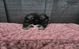 Pekingese dogs for sale: Myers - Image 2